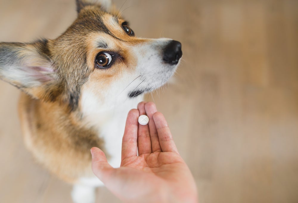 Pode dar dipirona para cachorro em gotas ou comprimido, de acordo com idade e porte