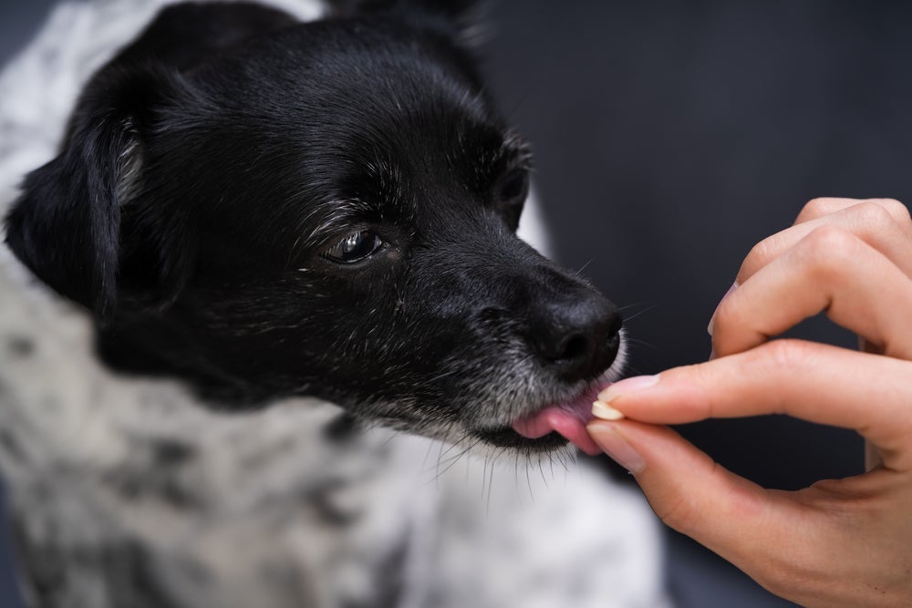 A forma como dar dipirona para cachorro pode ser em comprimido ou gotas