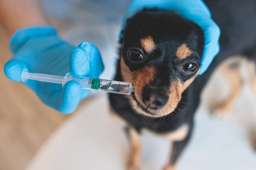 A dipirona para cachorro em gotas pode ser administrada com auxílio de seringa sem ponta