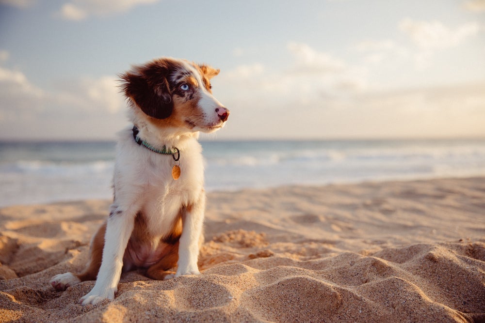 Cachorro com verme: regiões litorâneas ou próximas a matas e lagos são consideradas as mais perigosas para a dirofilariose canina
