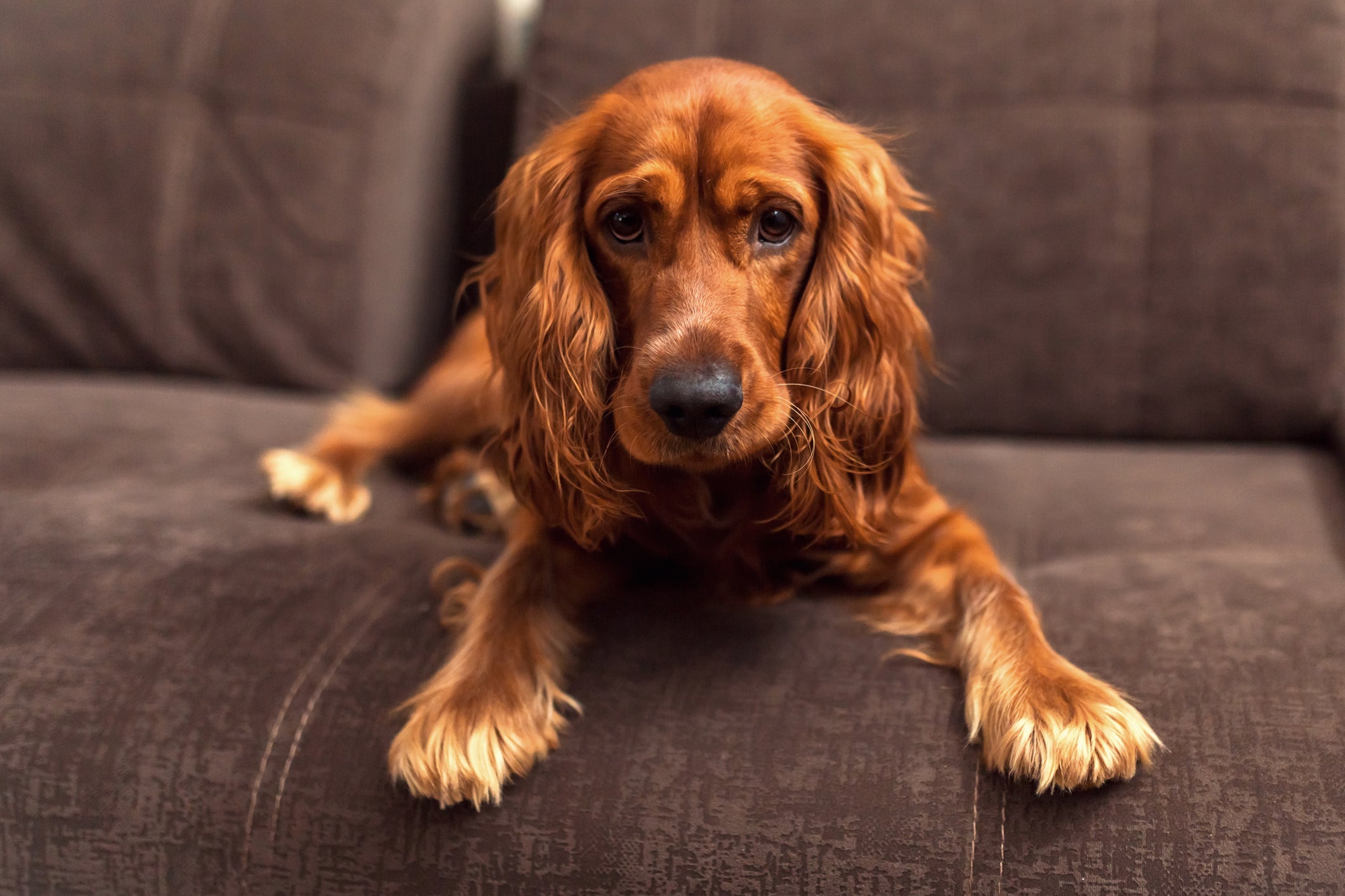 Fique atento ao seu pet se ele apresentar diarreia frequente ou excesso de gases: pode ser sinal de disbiose intestinal!