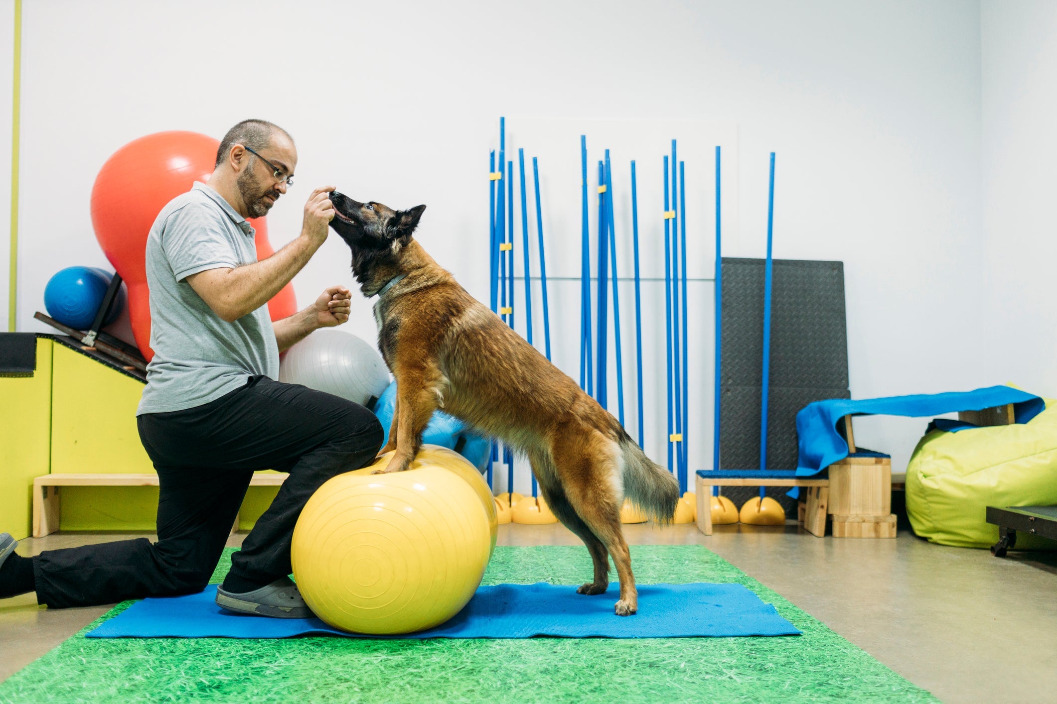 A fisioterapia para cães tem diferentes abordagens e técnicas, que são aplicadas de acordo com a necessidade do animal