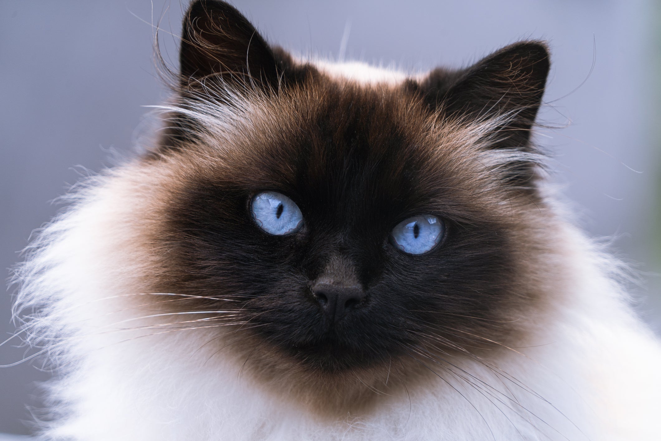 Displasia coxofemoral em gatos: raça Himalaia é uma das mais afetadas