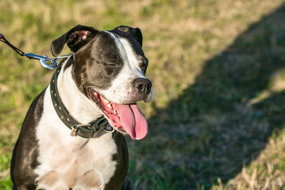 Distiquíase em cães causa vermelhidão e irritação nos olhos