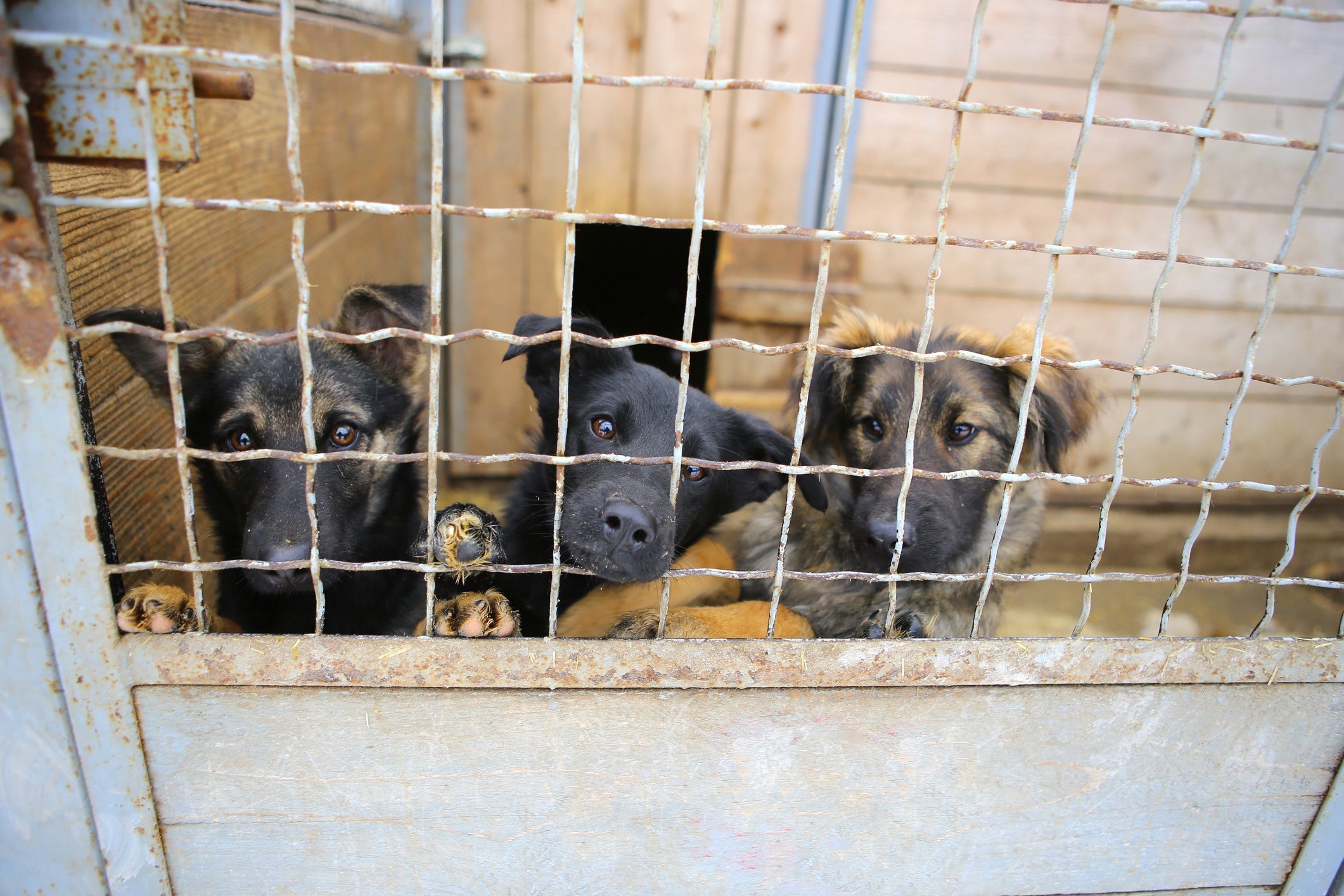 A adoção de cachorro permite que cães como Dudu encontrem uma família amorosa