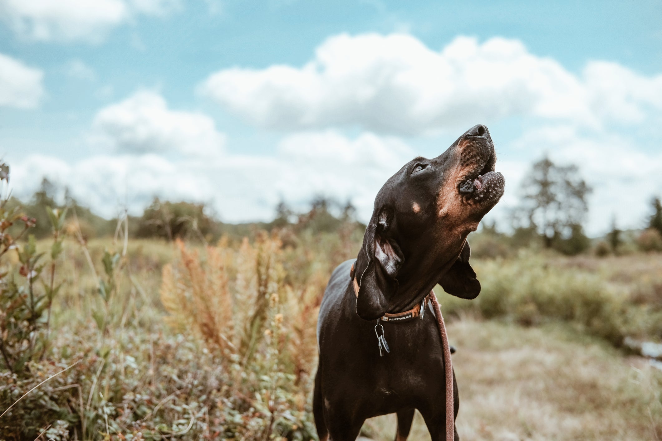 O Doberman é um cachorro bravo quando precisa ser