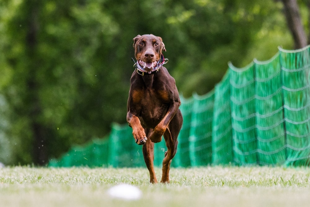 O Doberman é uma das raças de cachorro com a mordida mais forte que existe