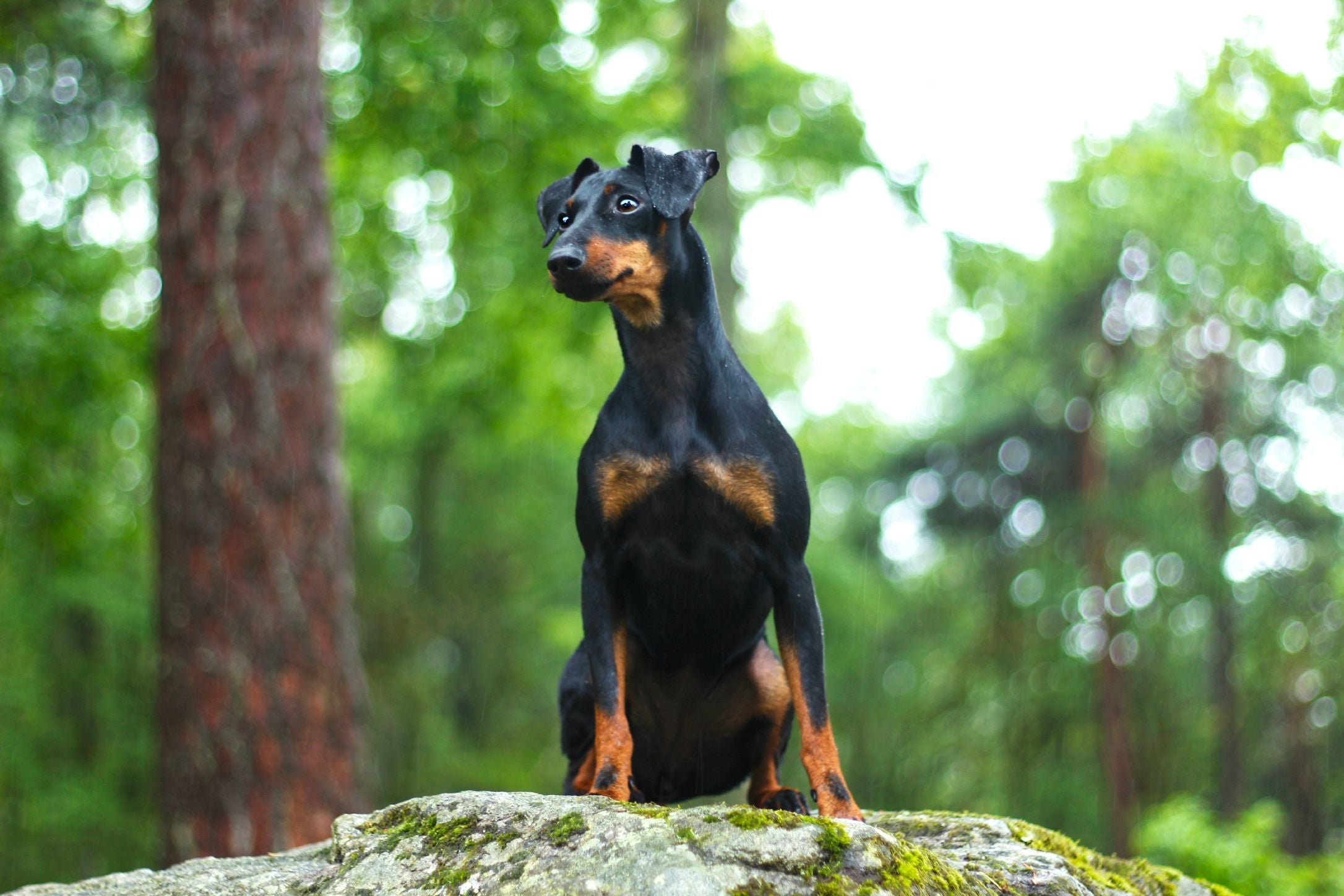 O Doberman é uma raça destemida e obediente