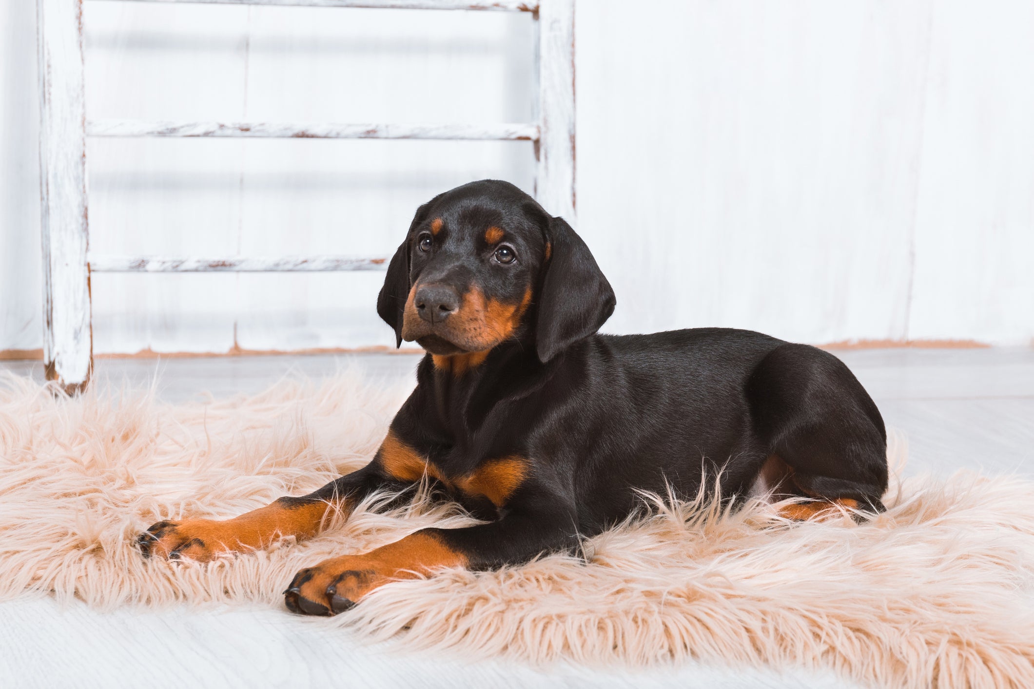 Os filhotes de Doberman são muito dóceis, carinhosos e receptivos