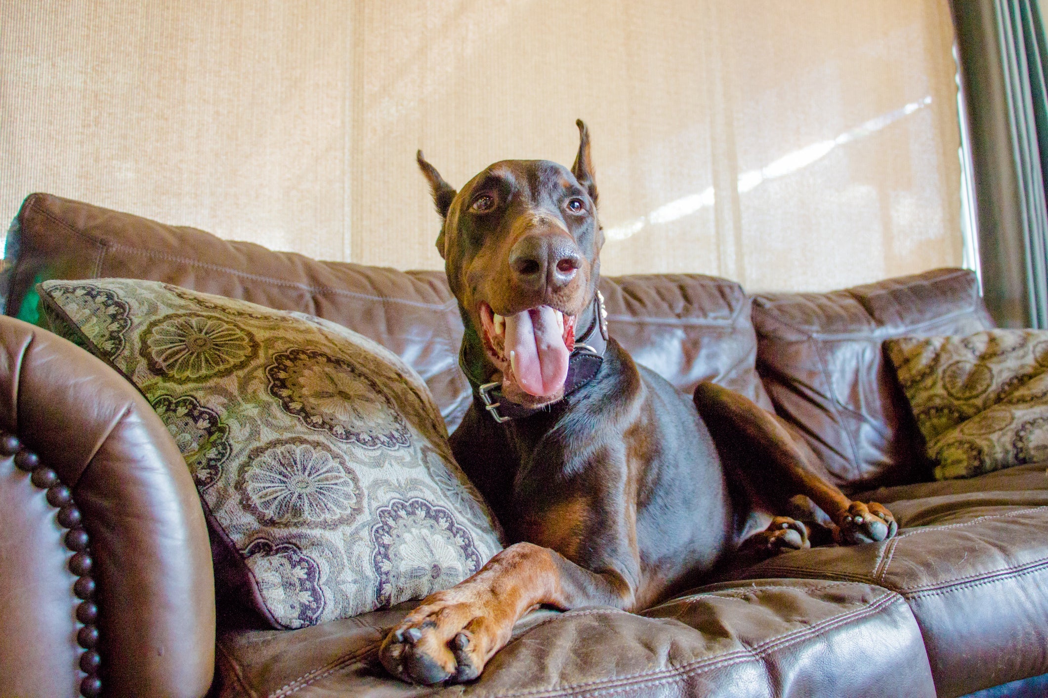O Doberman é um cachorro de grande porte