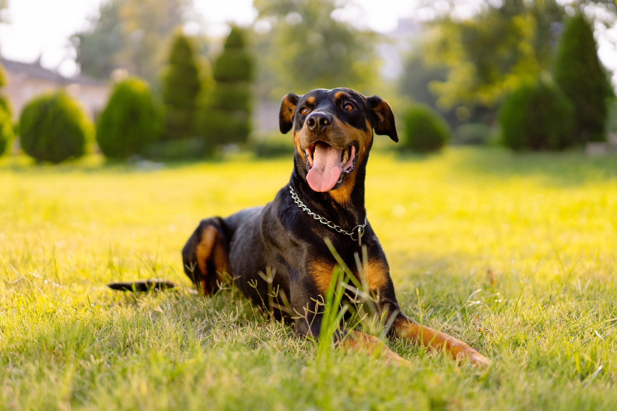 O Doberman é uma das raças de cachorro que parece ser brava