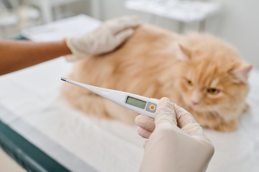 Doença da arranhadura do gato: sintomas incluem febre e cardiopatias