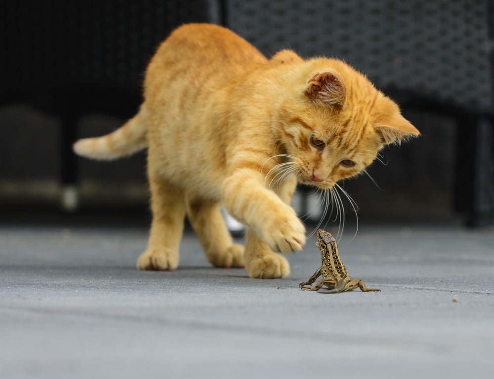 Quem pensa que gato pode comer lagartixa está muito enganado