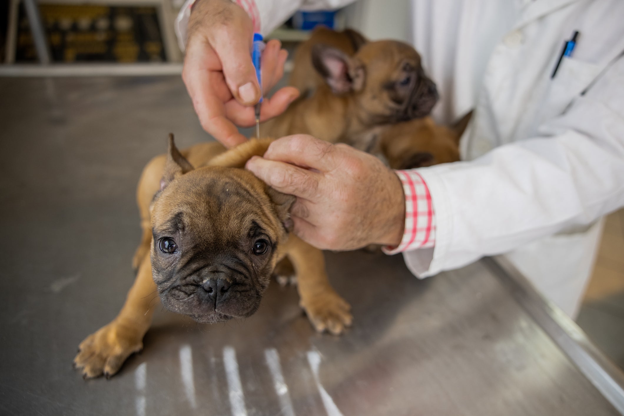 A parvovirose é uma doença de cachorro que pode ser evitada com vacinação