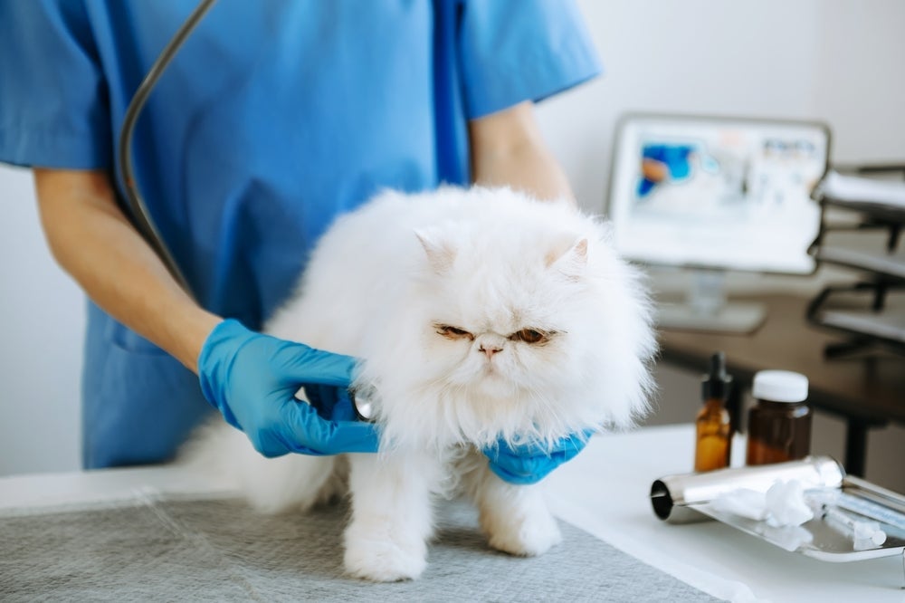 As doenças de gato precisam ser diagnosticada por um veterinário