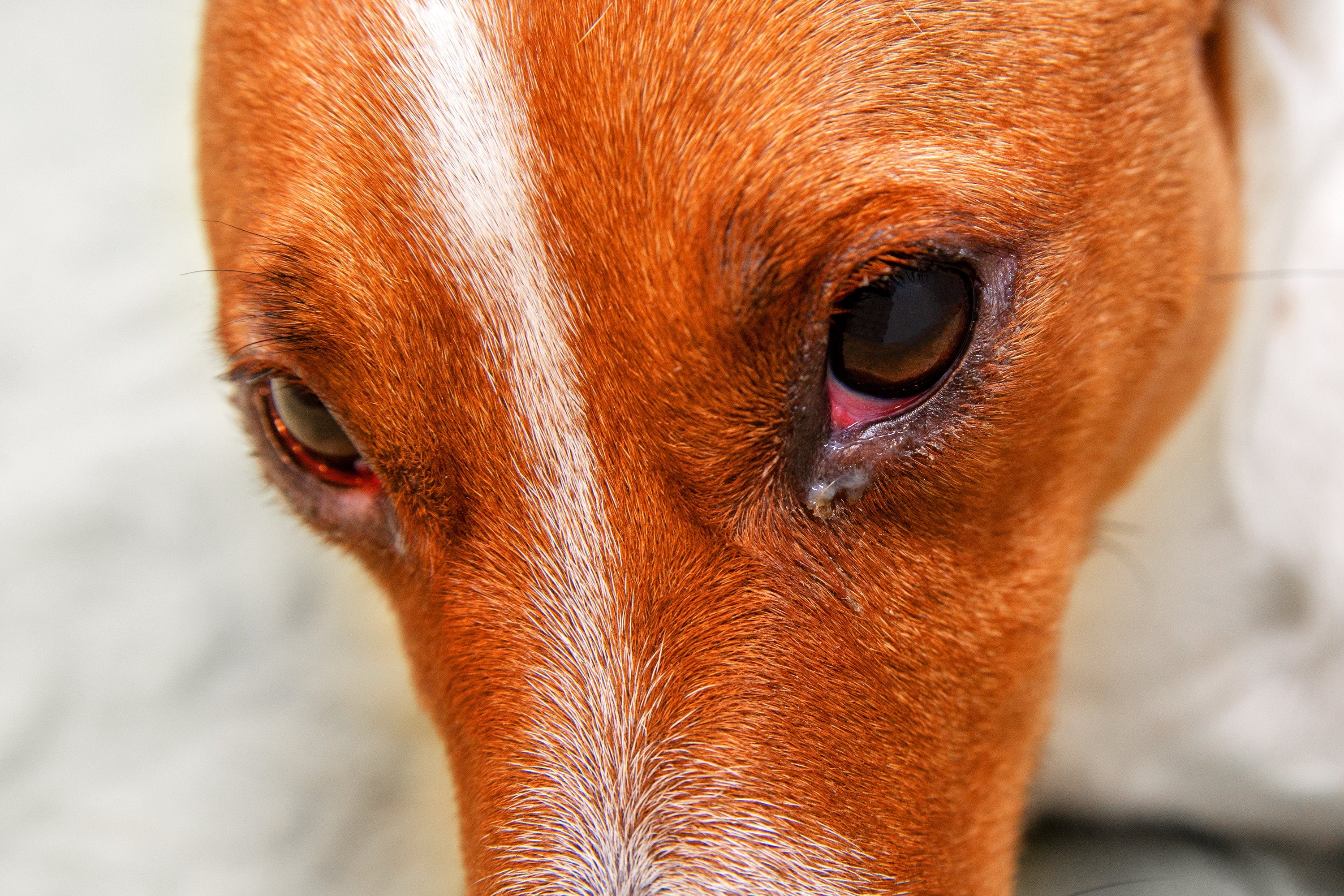 Olhos vermelhos e com secreção podem indicar a doença de carrapato em cachorro