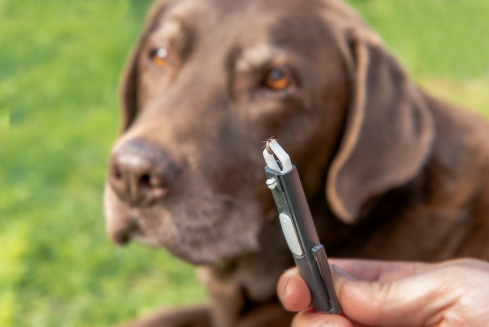 Erliquiose e babesiose são alguns tipos de doença do carrapato em cachorro