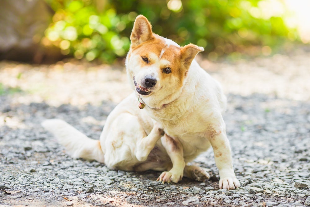 Doença do carrapato causa muita coceira em cachorros