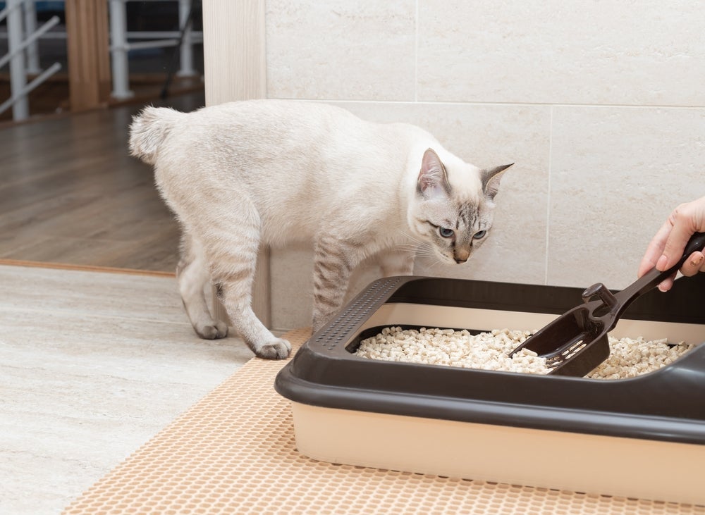 Doença do gato: é importante manter a caixa de areia sempre limpa.
