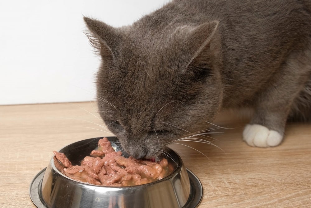 Para evitar um gato renal, é indicado estimular a hidratação do pet com sachês 