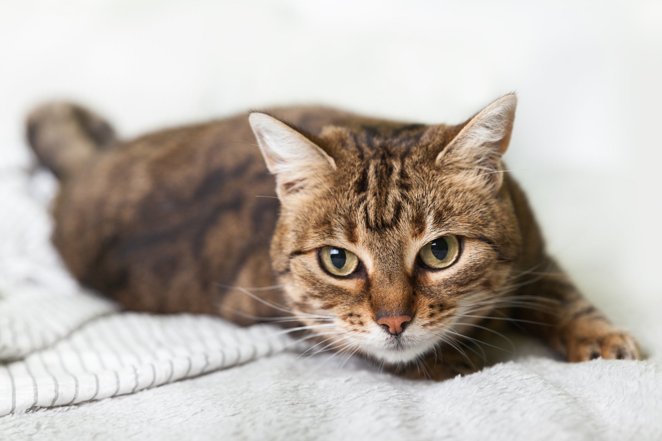 A doença renal em gatos não tem cura, mas pode ser controlada com o tratamento certo