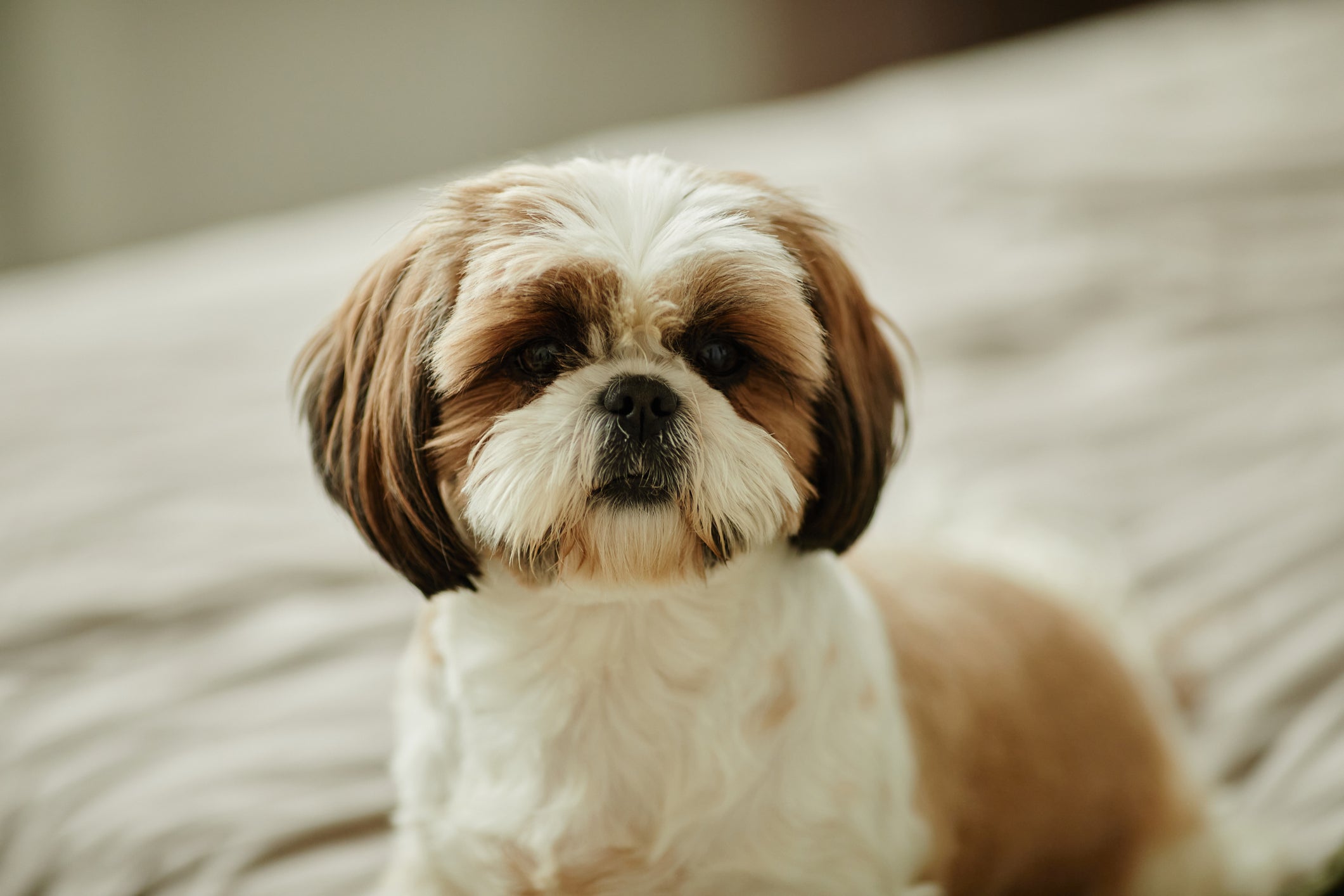 Cuidados com a pelagem, alimentação equilibrada e visitas ao veterinário ajudam a cuidar da saúde do Shih Tzu