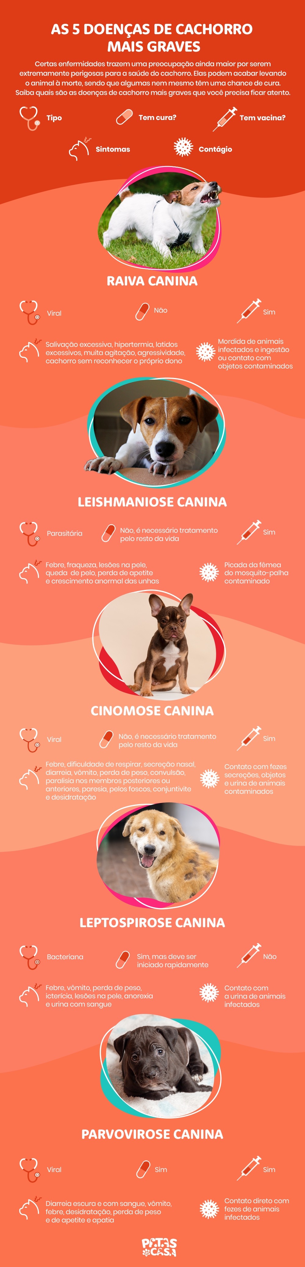 Conhecer as doenças de cachorro mais graves é importante para que se possa identificar e tratar com rapidez