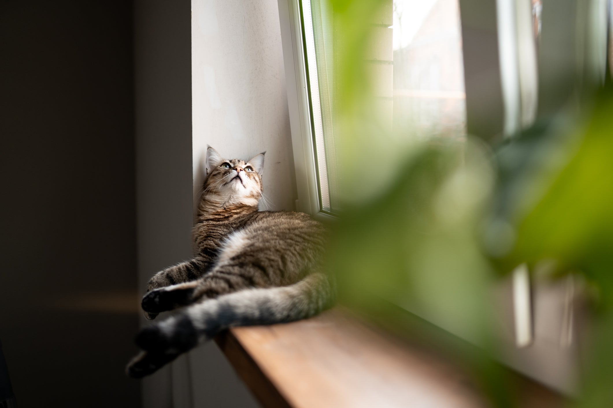 A criação indoor previne contra uma série de doenças de gato