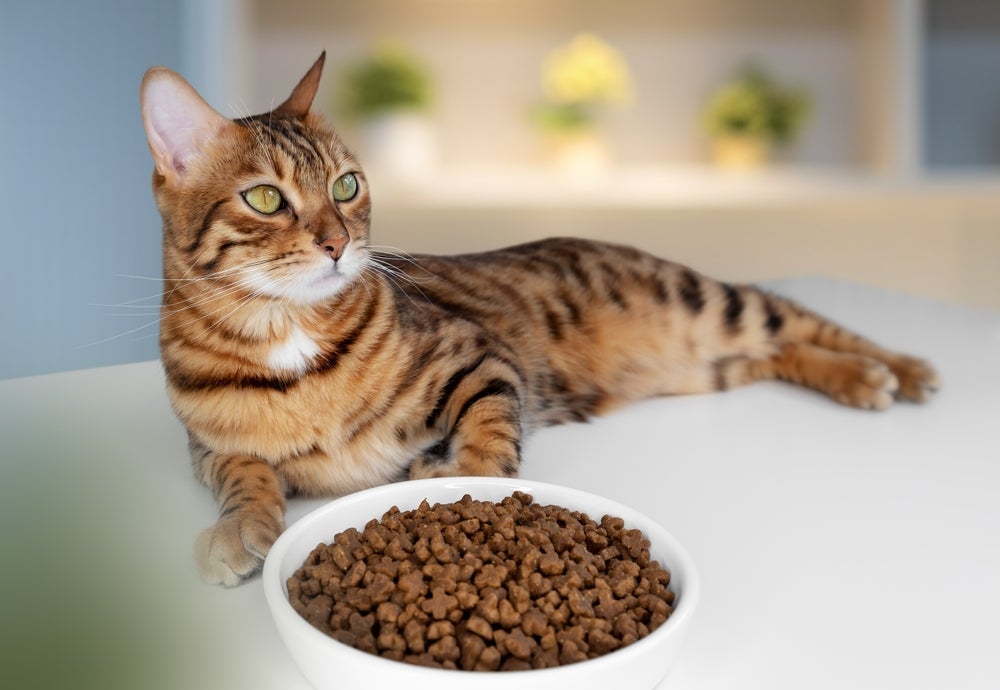Muitas doenças de gato afetam o apetite do animal