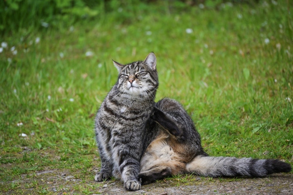 Pulgas e carrapatos acometem os gatos com mais frequência no verão