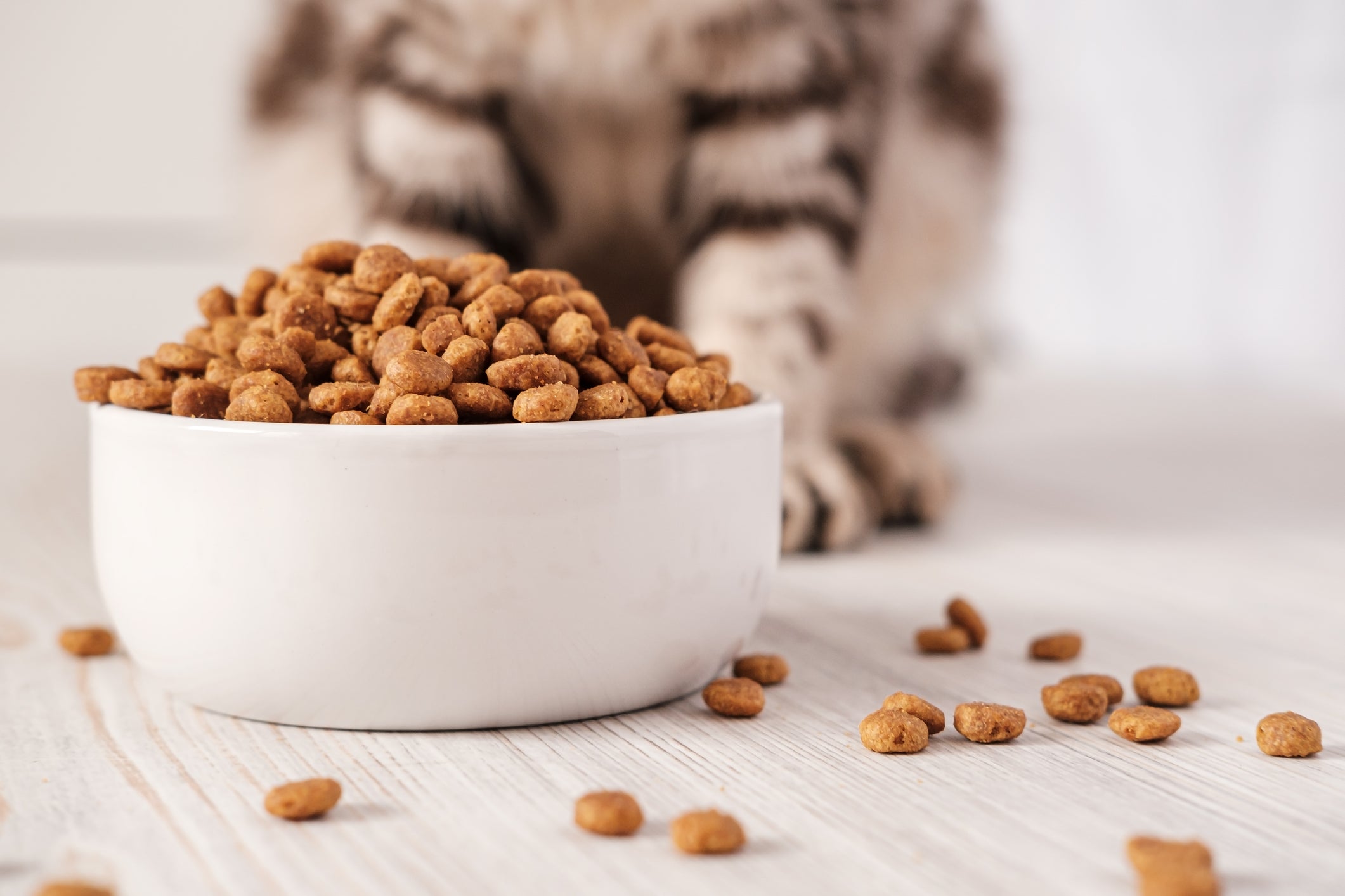 A ração para gatos é indispensável para manter a saúde do animal