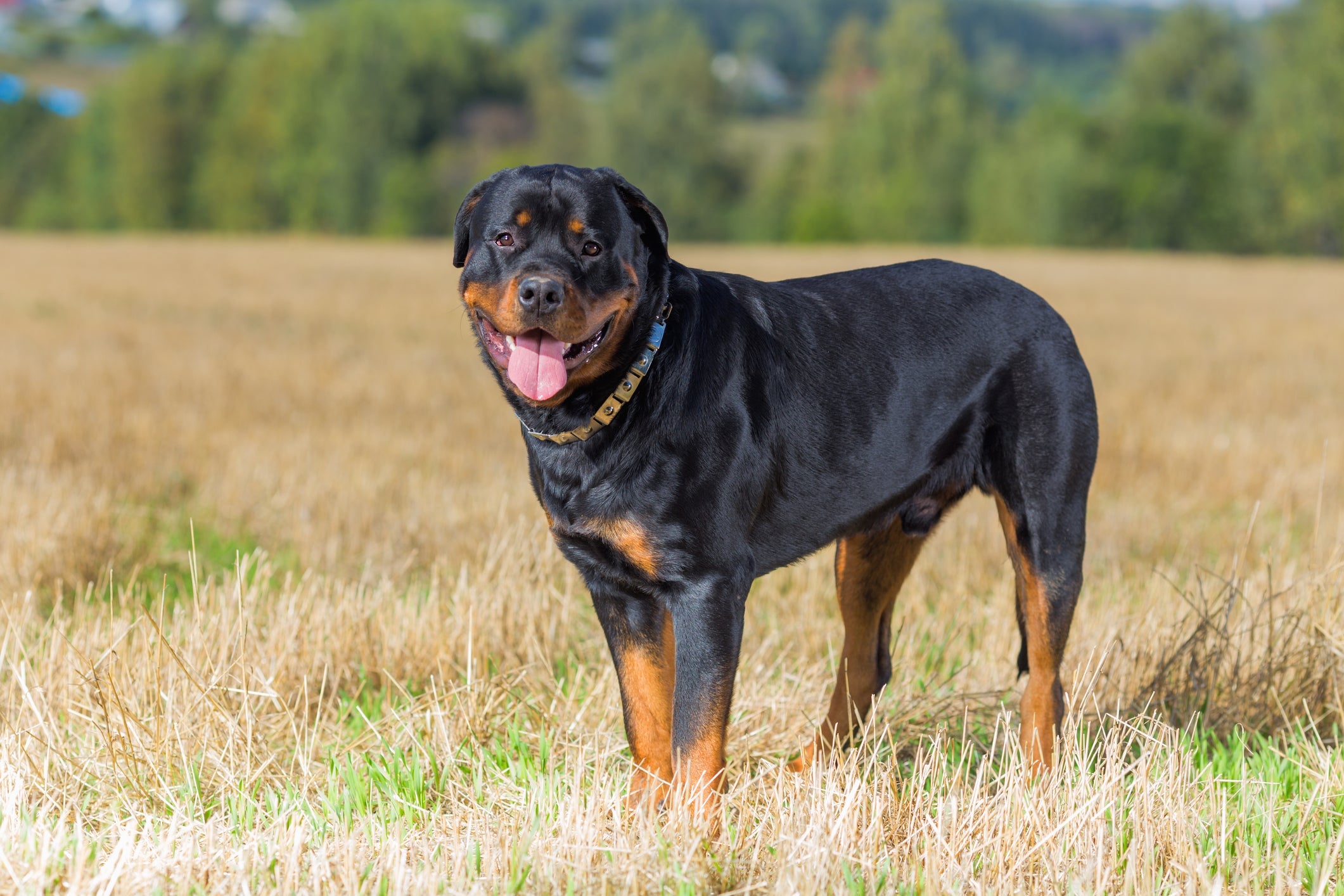Devido ao porte grande e robusto, o Rottweiler é mais suscetível a problemas nas articulações do quadril, cotovelo e joelho