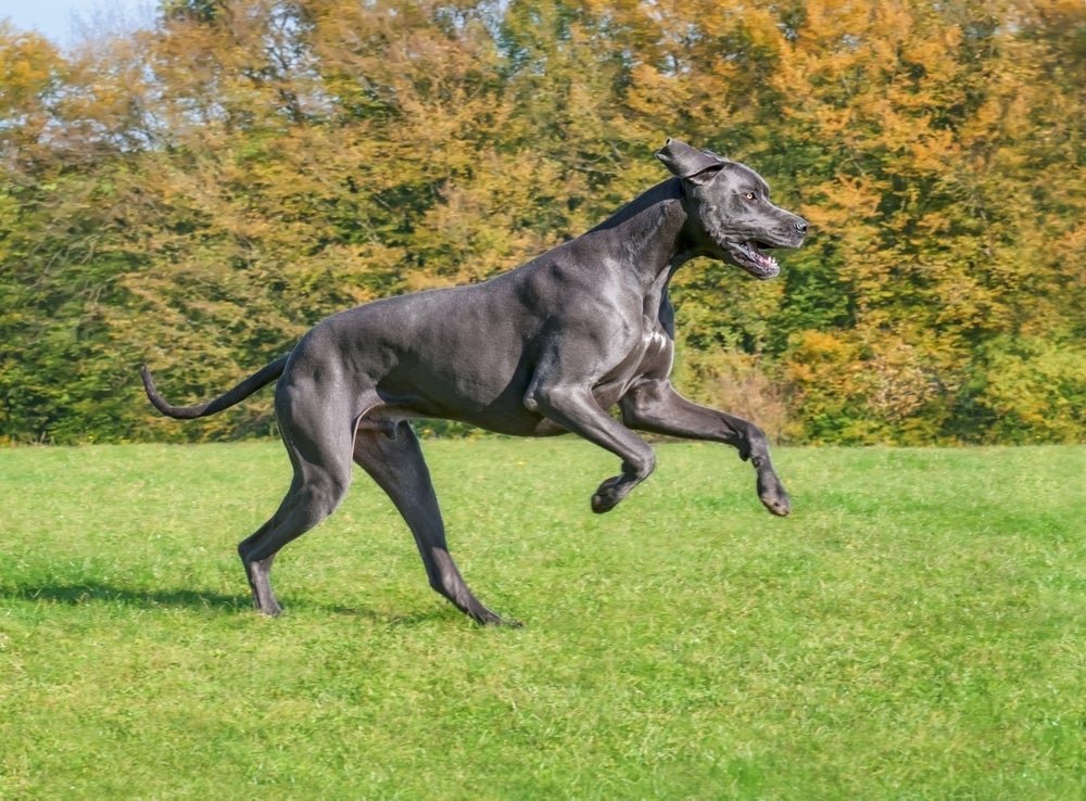 Cão Dogue Alemão é um gigante que precisa gastar muita energia no dia a dia