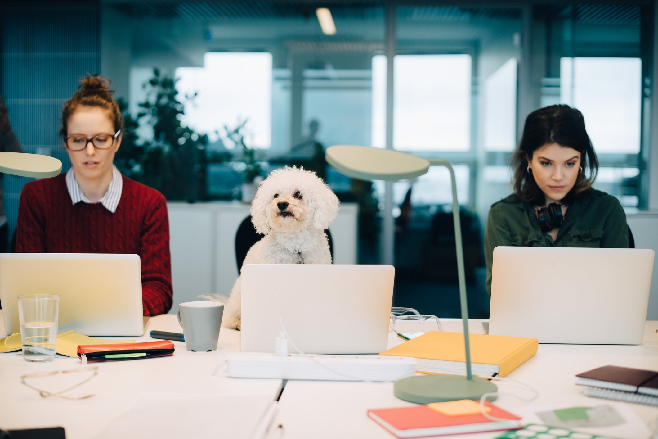 O pet day deve ser feito com muita antecedência e planejamento