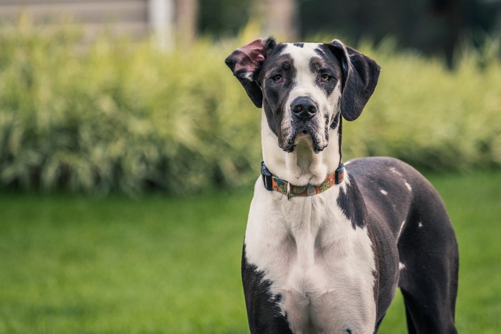 O Dogue Alemão tem tendência a desenvolver cardiomiopatia dilatada