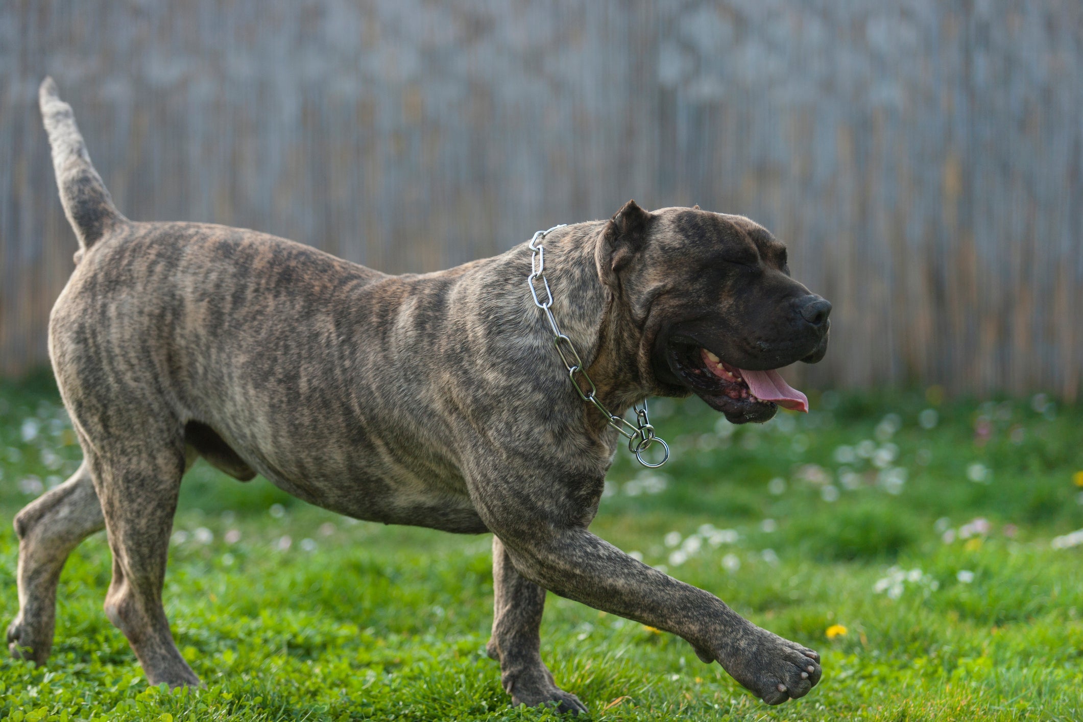 O Dogo Canário é um cachorro grande que vive em média 7,7 anos