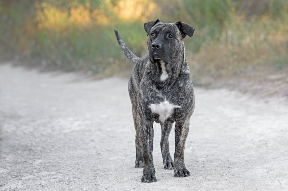 Dos cachorros com a mordida mais forte, o Dogo Canário se destaca como cão de guarda
