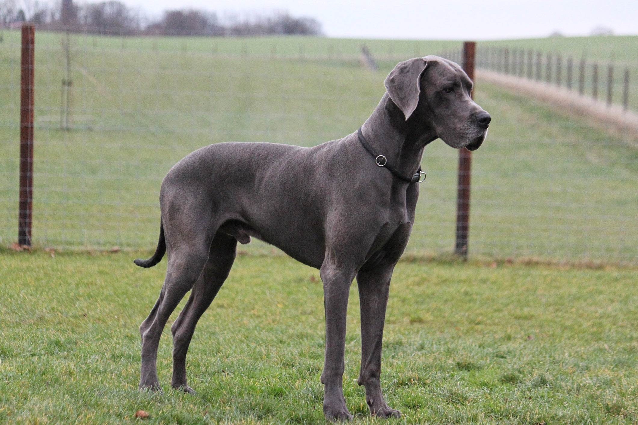 O Dogue Alemão é um gigante que requer muito espaço