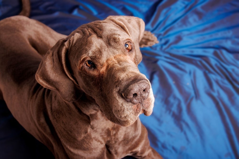 O Dogue Alemão é um cachorro gigante que requer muitos cuidados