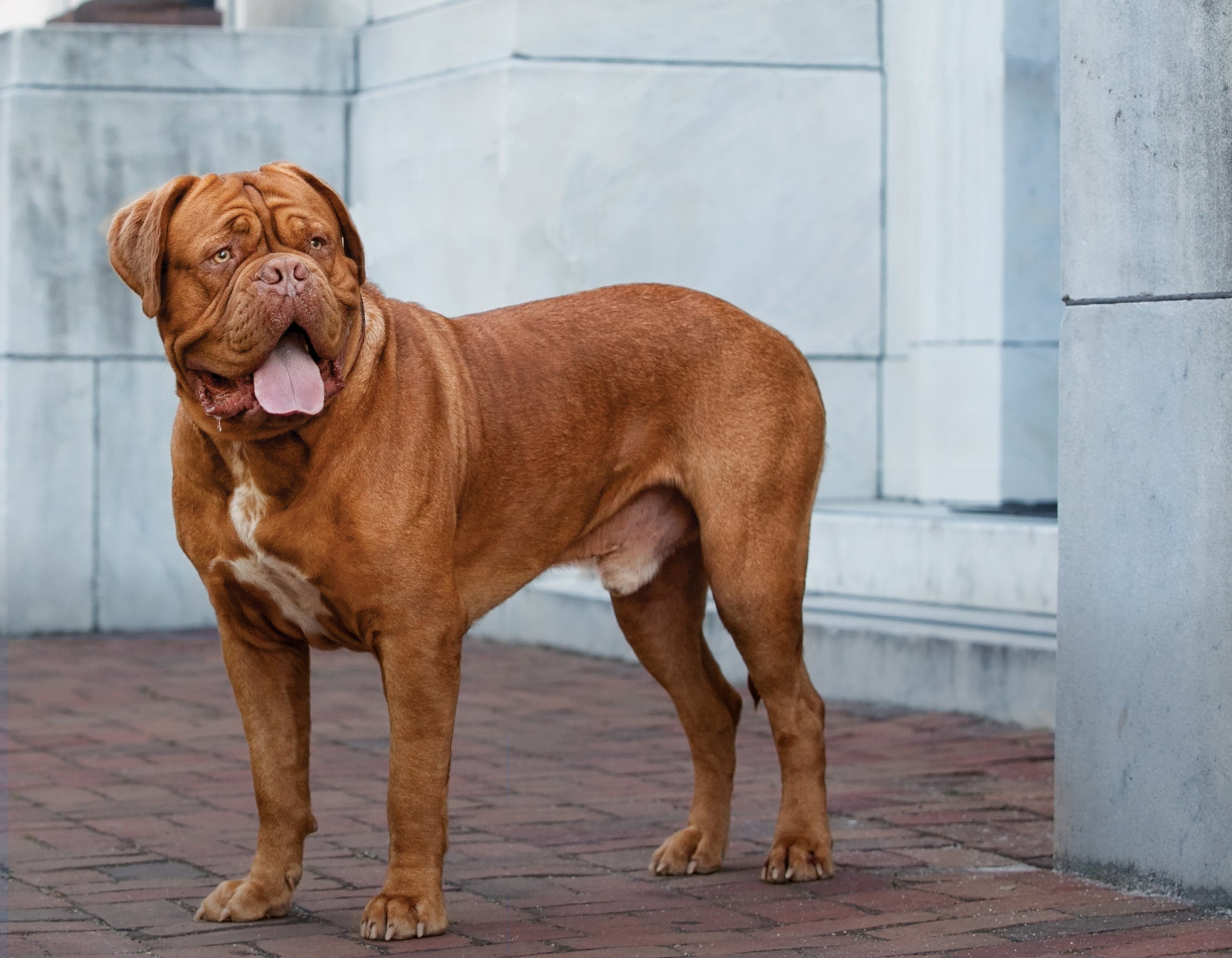 Apesar do porte imponente, o Dogue de Bordeaux cativa qualquer pessoa com seu jeito dócil