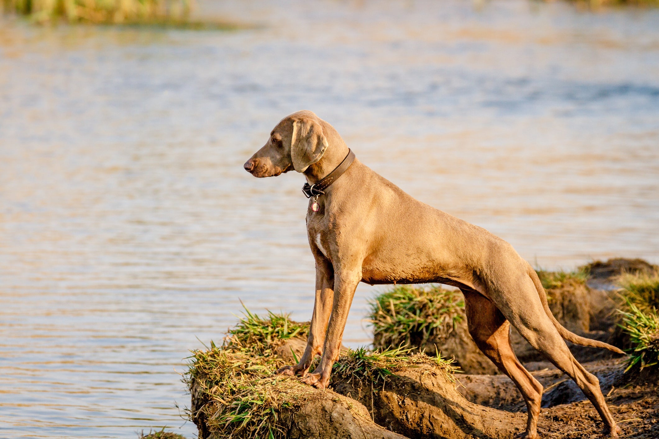 Cachorro dominante: a postura imponente é uma das principais características desses cães!