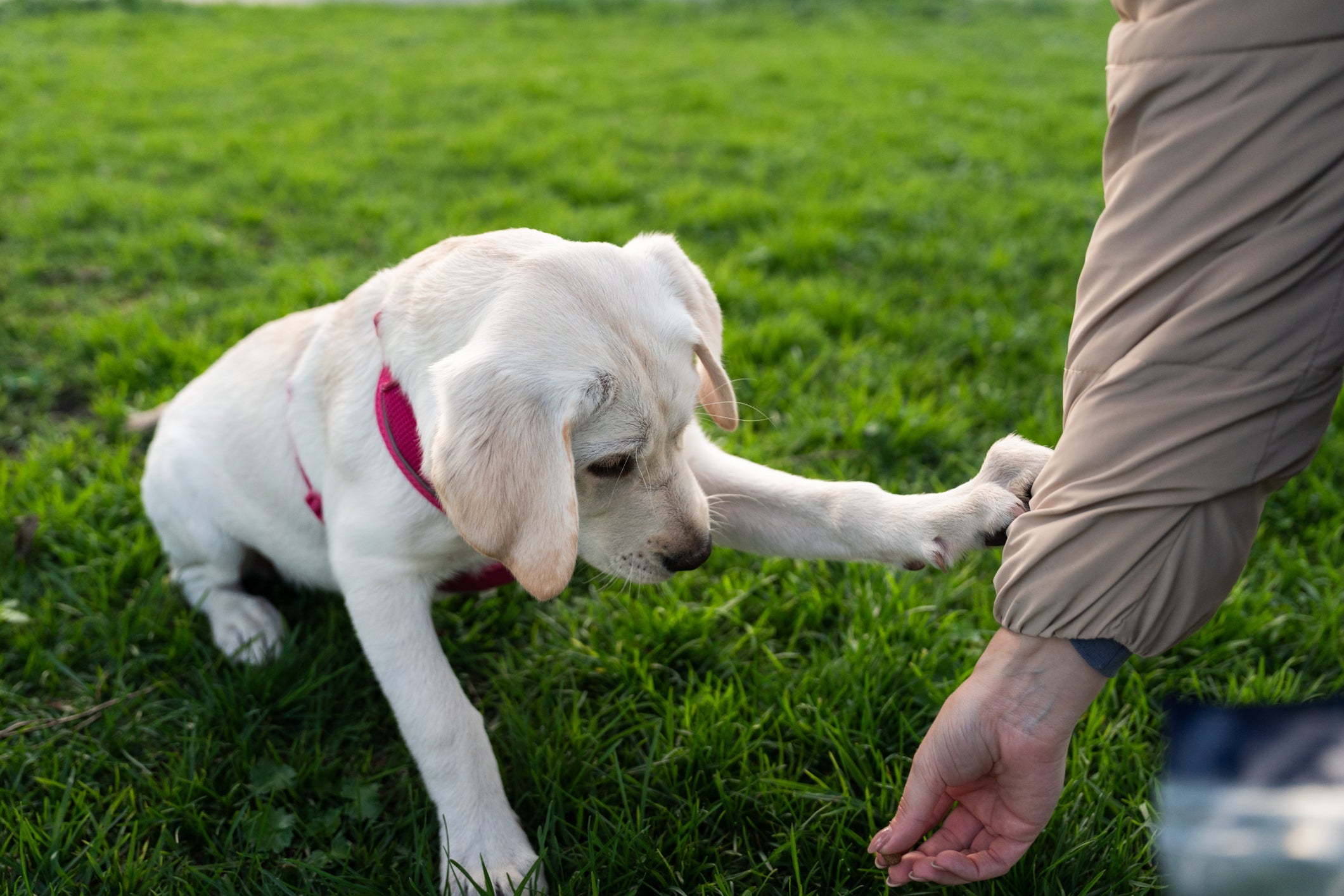 O Labrador está sempre feliz e pronto para ficar com sua famí­lia
