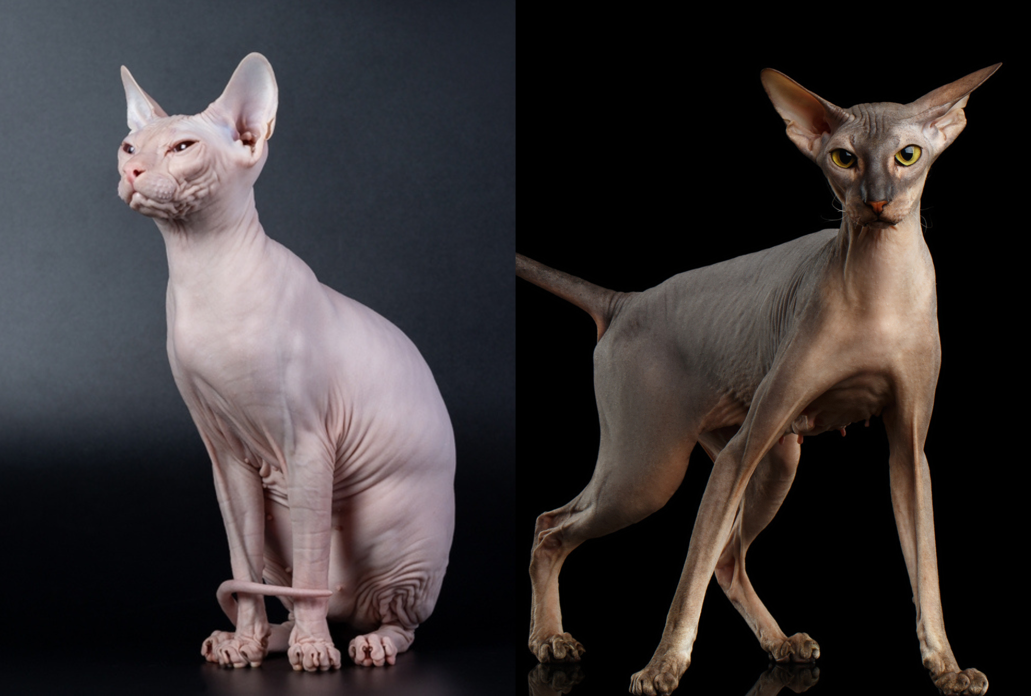 O Peterbald (direita) surgiu do cruzamento entre o Don Sphynx (esquerda) e outra raça