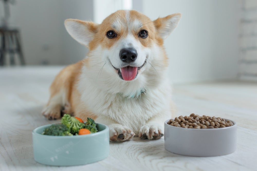 Um bom remédio para dor de barriga em cachorro é a alimentação natural e balanceada