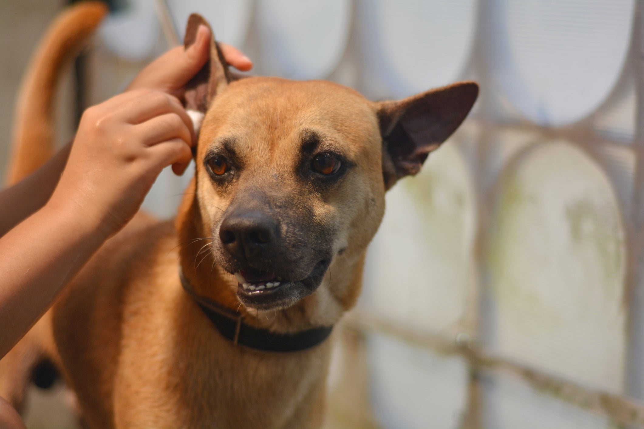 Manter a higiene adequada das orelhas do cachorro é essencial para prevenir a otite canina