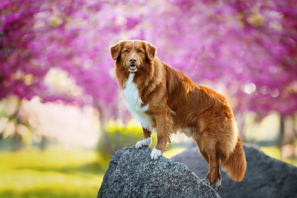 O Duck Tolling Retriever é uma mistura de diversas raças