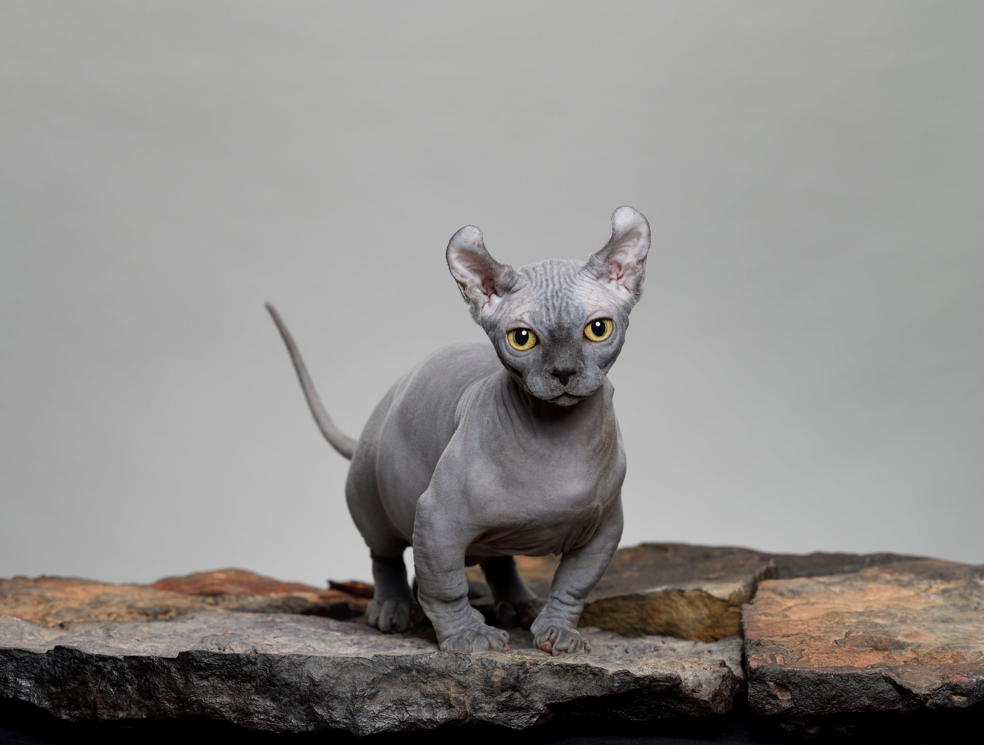 O Dwelf é um gato sem pelo que ‘parece’ um duende devido as orelhas