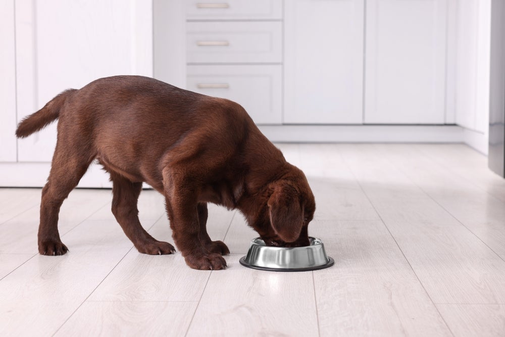 O sachê para cachorro ajuda na hidratação, facilita a mastigação e estimula o apetite dos filhotes
