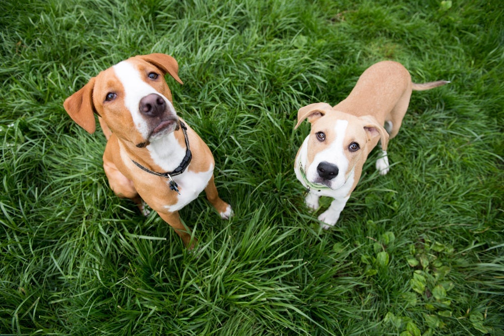 Dois filhotes de cachorro vistos do alto em ambiente externo