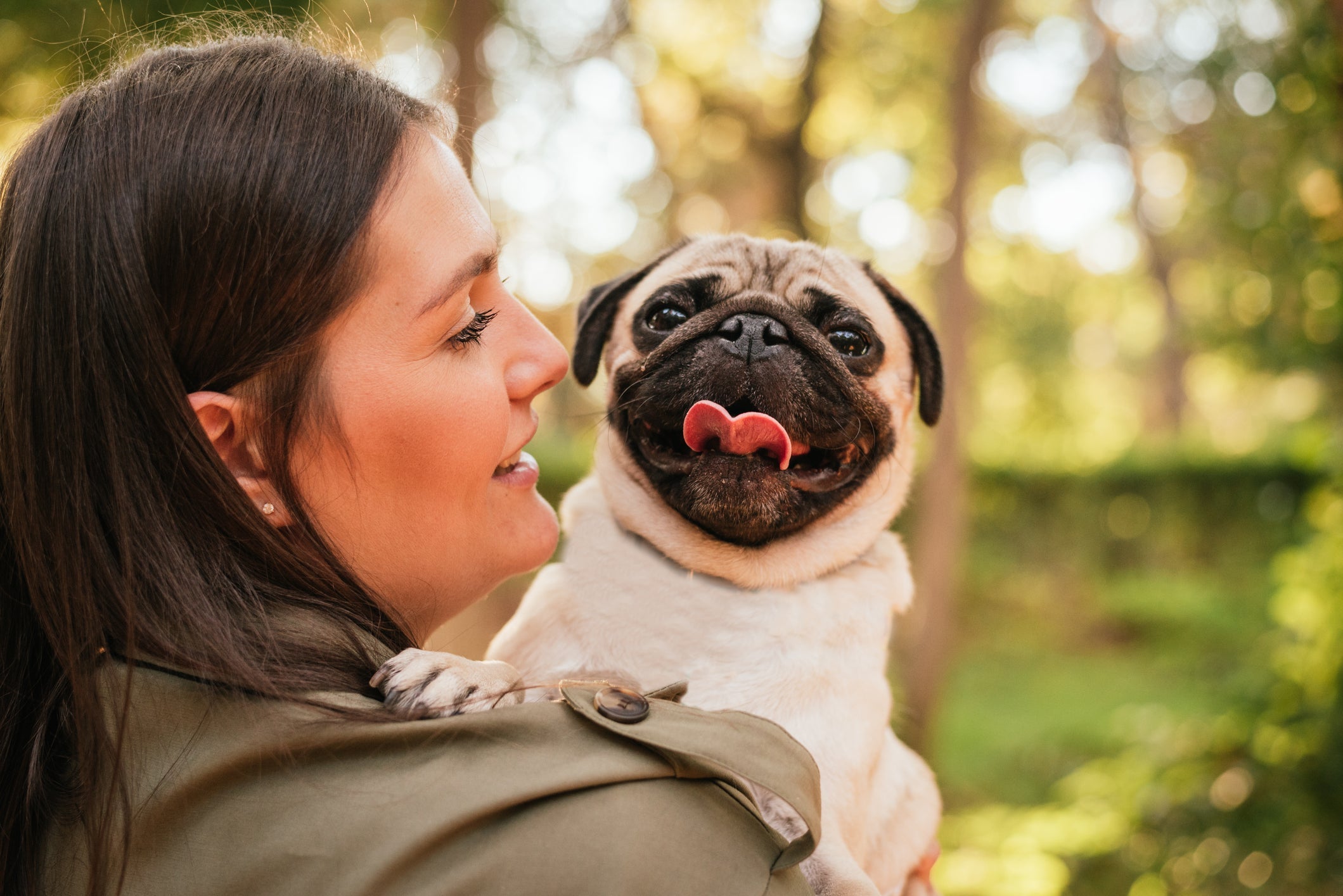 Pug roncando: embora seja normal nos cães braquicefálicos, é importante ficar atento a sinais como falta de ar
